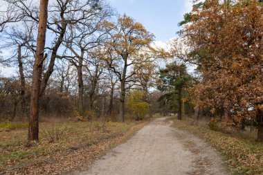 Altın yapraklı ağaçlar ve Evergreen 'lerle çevrili bir sonbahar ormanı boyunca uzanan sessiz bir toprak yol. Güneş ışığı dalların arasından süzülür, sakin bir sahne yaratır.