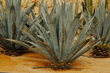 Agave tequilana, commonly called blue agave (agave azul) or tequila agave growing in Egypt clipart