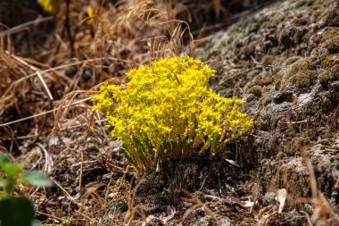 Aurinia Saxatilis (yaygın isimler - altın sepet, altın alkalipossum, altın alçıtaşı, altın-toz, altın-tuft alyssum, altın-tuft madwort, kaya madwort.