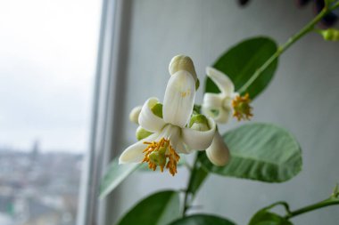 A close-up of delicate citrus tree blossoms with white petals and golden stamens, set against vibrant green leaves. The intricate floral details highlight the beauty of nature. clipart