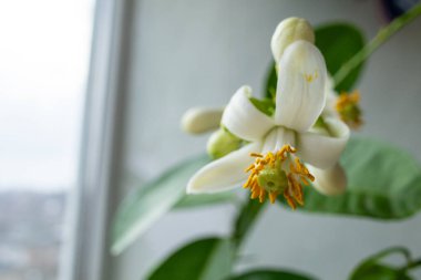 A close-up of delicate citrus tree blossoms with white petals and golden stamens, set against vibrant green leaves. The intricate floral details highlight the beauty of nature. clipart