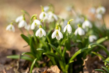 Orman zeminindeki kuru yaprakların arasından kardamlaları açar ve baharın gelişini işaret eder. Narin beyaz taç yaprakları, topraksı arka planla tezat oluşturuyor.