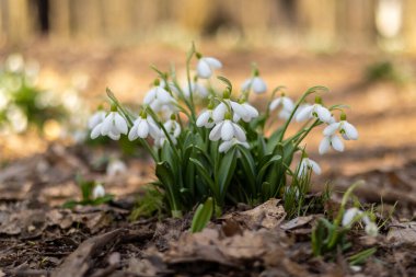 Orman zeminindeki kuru yaprakların arasından kardamlaları açar ve baharın gelişini işaret eder. Narin beyaz taç yaprakları, topraksı arka planla tezat oluşturuyor.