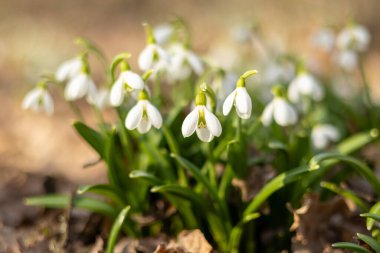 Orman zeminindeki kuru yaprakların arasından kardamlaları açar ve baharın gelişini işaret eder. Narin beyaz taç yaprakları, topraksı arka planla tezat oluşturuyor.