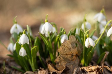Orman zeminindeki kuru yaprakların arasından kardamlaları açar ve baharın gelişini işaret eder. Narin beyaz taç yaprakları, topraksı arka planla tezat oluşturuyor.