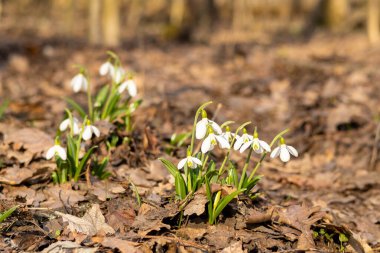 Orman zeminindeki kuru yaprakların arasından kardamlaları açar ve baharın gelişini işaret eder. Narin beyaz taç yaprakları, topraksı arka planla tezat oluşturuyor.