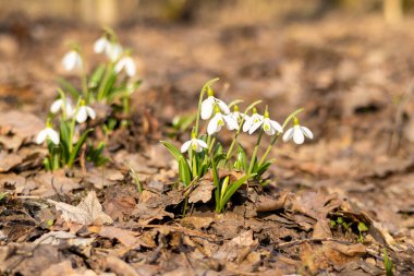 Orman zeminindeki kuru yaprakların arasından kardamlaları açar ve baharın gelişini işaret eder. Narin beyaz taç yaprakları, topraksı arka planla tezat oluşturuyor.