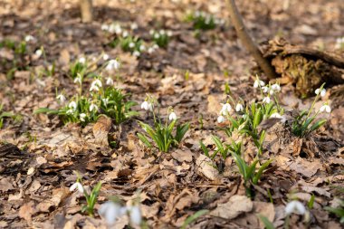 Bahar ormanlarında yetişen bir grup karçiçeği..
