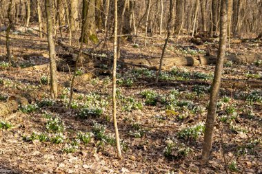 Bahar ormanlarında yetişen bir grup karçiçeği..