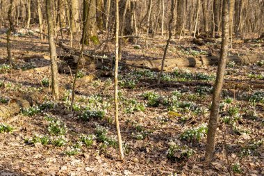Bahar ormanlarında yetişen bir grup karçiçeği..