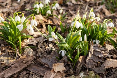 Bahar ormanlarında yetişen bir grup karçiçeği..