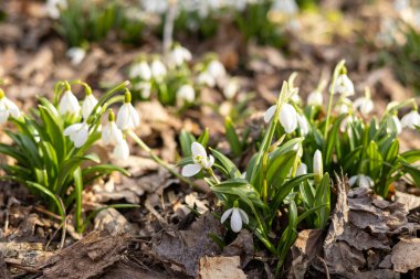 Orman zeminindeki kuru yaprakların arasından kardamlaları açar ve baharın gelişini işaret eder. Narin beyaz taç yaprakları, topraksı arka planla tezat oluşturuyor.