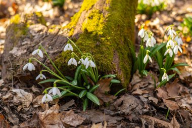 Orman zeminindeki kuru yaprakların arasından kardamlaları açar ve baharın gelişini işaret eder. Narin beyaz taç yaprakları, topraksı arka planla tezat oluşturuyor.