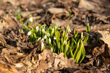 Bahar ormanlarında yetişen bir grup karçiçeği..