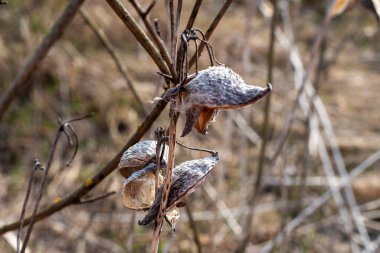 Yaygın yosun (Asclepias syriaca). Ayrıca Kelebek Çiçeği, İpekotu, İpeksi Kırlangıç otu ve Virginia İpekotu olarak da bilinir.