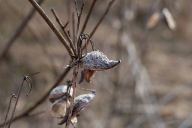 Yaygın yosun (Asclepias syriaca). Ayrıca Kelebek Çiçeği, İpekotu, İpeksi Kırlangıç otu ve Virginia İpekotu olarak da bilinir.