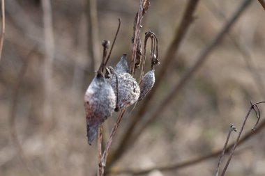 Yaygın yosun (Asclepias syriaca). Ayrıca Kelebek Çiçeği, İpekotu, İpeksi Kırlangıç otu ve Virginia İpekotu olarak da bilinir.
