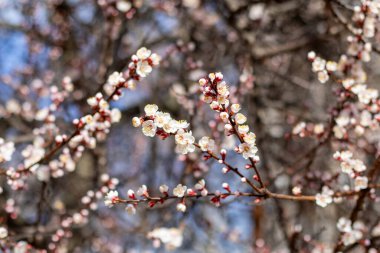 İlkbaharın başlarında, narin beyaz çiçeklerle açan kayısı ağacı dallarına yakın plan.