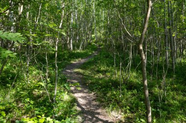 Yoğun yeşil ormanda, yol bulmak için ağaçta boyanmış iz bırakan kayalık yürüyüş izleri. Güneş ışığı yaprakların arasından süzülür ve manzaralı bir yürüyüş yolu yaratır.