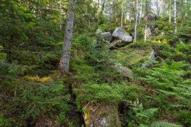 Yoğun orman yosunlu kayalar, eğrelti otları ve güneş ışığında uzun ağaçlar. Bereketli yeşil bitki örtüsü vahşi ve sakin bir orman manzarası yaratır..