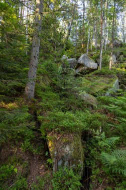 Yoğun orman yosunlu kayalar, eğrelti otları ve güneş ışığında uzun ağaçlar. Bereketli yeşil bitki örtüsü vahşi ve sakin bir orman manzarası yaratır..