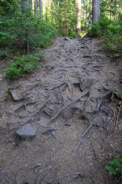 Korunmasız ağaç kökleri ve dağınık kayalarla kaplı engebeli bir orman yolu yoğun yeşilliklerden esen rüzgarlar doğal ama zorlu bir yürüyüş yolu oluşturuyor.