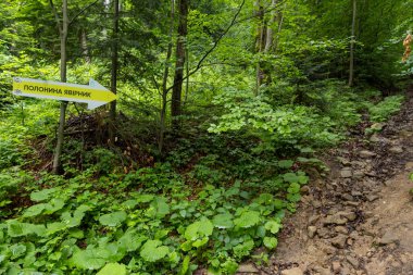 Yosun kaplı kayaları, ağaç kökleri ve yoğun yeşilliği olan orman yamaçları. Güneş ışığı uzun ağaçların arasından süzülerek vahşi ve sakin bir orman atmosferi yaratır.