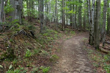 Yosun kaplı kayaları, ağaç kökleri ve yoğun yeşilliği olan orman yamaçları. Güneş ışığı uzun ağaçların arasından süzülerek vahşi ve sakin bir orman atmosferi yaratır.