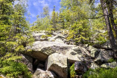 Yoğun yeşil bir ormanda, ağaçların arasından süzülen güneş ışığıyla kayalık yamaçta. Yosun, çalılar ve doğal bitki örtüsü vahşi ve el değmemiş bir manzara yaratır.