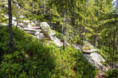 Yoğun yeşil bir ormanda, ağaçların arasından süzülen güneş ışığıyla kayalık yamaçta. Yosun, çalılar ve doğal bitki örtüsü vahşi ve el değmemiş bir manzara yaratır.