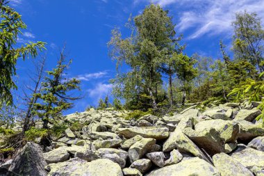 Yoğun yeşil bir ormanda, ağaçların arasından süzülen güneş ışığıyla kayalık yamaçta. Yosun, çalılar ve doğal bitki örtüsü vahşi ve el değmemiş bir manzara yaratır.