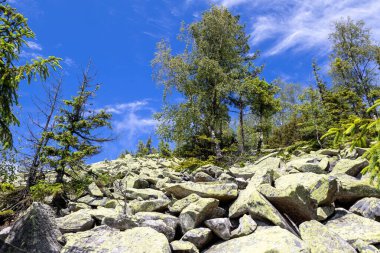 Yoğun yeşil bir ormanda, ağaçların arasından süzülen güneş ışığıyla kayalık yamaçta. Yosun, çalılar ve doğal bitki örtüsü vahşi ve el değmemiş bir manzara yaratır.