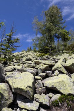 Yoğun yeşil bir ormanda, ağaçların arasından süzülen güneş ışığıyla kayalık yamaçta. Yosun, çalılar ve doğal bitki örtüsü vahşi ve el değmemiş bir manzara yaratır.