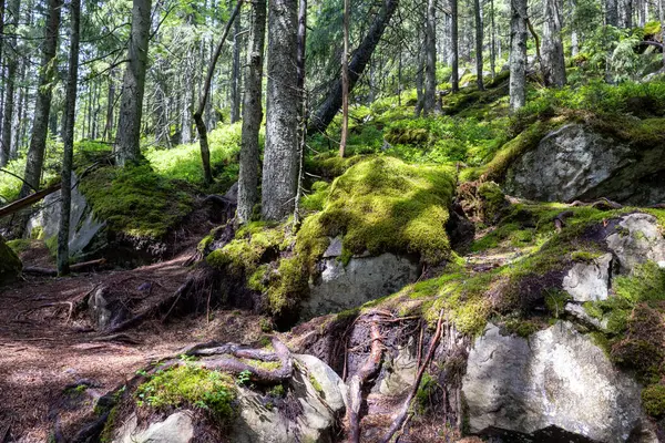 Yoğun yeşil bir ormanda, ağaçların arasından süzülen güneş ışığıyla kayalık yamaçta. Yosun, çalılar ve doğal bitki örtüsü vahşi ve el değmemiş bir manzara yaratır.