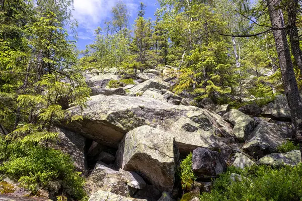 Yoğun yeşil bir ormanda, ağaçların arasından süzülen güneş ışığıyla kayalık yamaçta. Yosun, çalılar ve doğal bitki örtüsü vahşi ve el değmemiş bir manzara yaratır.