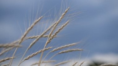 Mavi fırtınalı gökyüzünde güzel buğday başakları 4k video