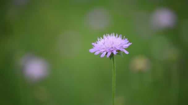 美丽的4K视频的夏天紫色的田野花朵关闭 — 图库视频影像