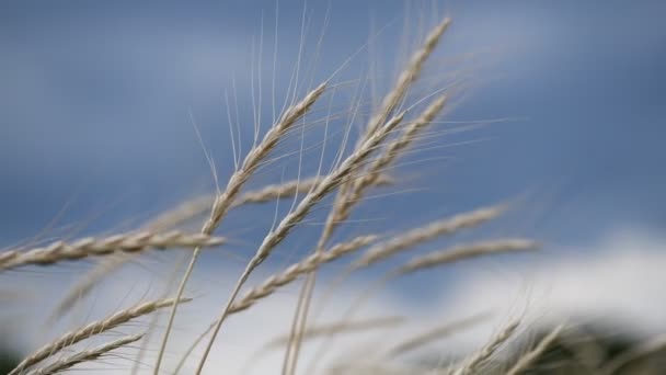 美丽的麦穗在蓝色的风暴的天空4K视频 — 图库视频影像
