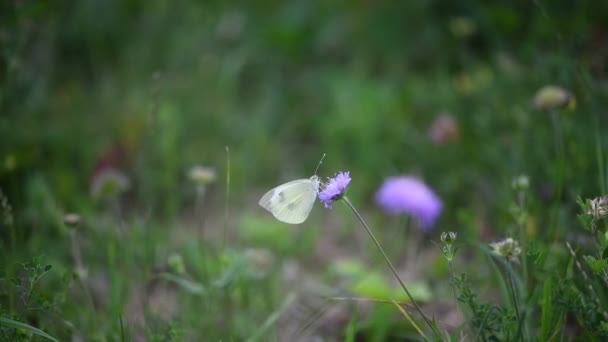 Belle Vidéo Papillon Blanc Assis Sur Fleur Pourpre Été Vent — Video