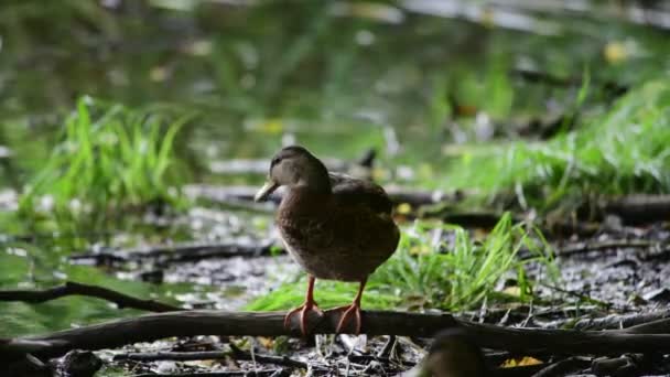 Schöne Ente Sitzt Sommer Auf Ast Auf Sumpf Park — Stockvideo