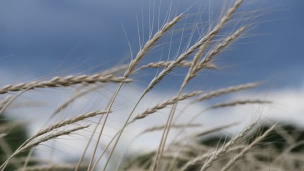 Mavi Fırtınalı Gökyüzünde Güzel Buğday Başakları Video — Stok video
