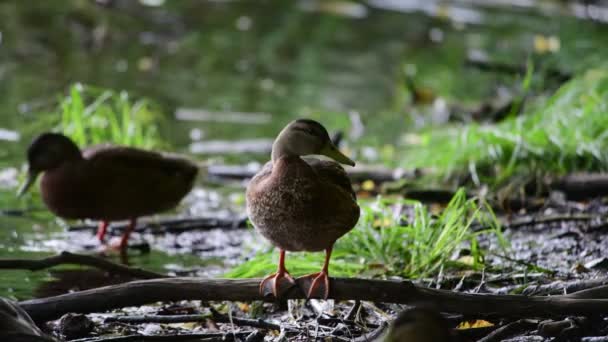 夏天坐在公园沼泽地树枝上的漂亮鸭子 — 图库视频影像