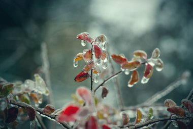 Kışın yağan dondurucu yağmur, soğuk ısırması ve hava koşulları sırasında üzerinde buz tabakası olan ağaç dalları.