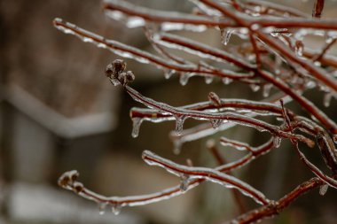Kışın yağan dondurucu yağmur, soğuk ısırması ve hava koşulları sırasında üzerinde buz tabakası olan ağaç dalları.