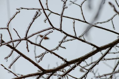 Kışın yağan dondurucu yağmur, soğuk ısırması ve hava koşulları sırasında üzerinde buz tabakası olan ağaç dalları.