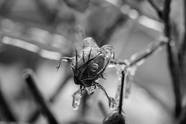 Kışın yağan dondurucu yağmur, soğuk ısırması ve hava koşulları sırasında üzerinde buz tabakası olan ağaç dalları.