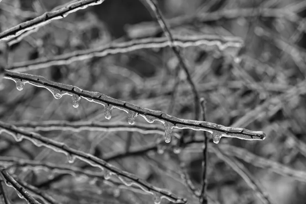 Drzewo Gałęzie Warstwą Lodu Nim Podczas Mroźnego Deszczu Zimie Odmrożenia — Zdjęcie stockowe