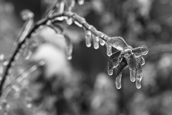 Äste Mit Einer Eisschicht Darauf Bei Gefrierendem Regen Winter Erfrierungen — Stockfoto