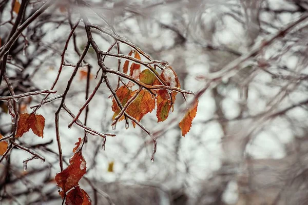 Δέντρο Κλαδιά Ένα Στρώμα Πάγου Αυτό Κατά Διάρκεια Της Παγωμένης — Φωτογραφία Αρχείου