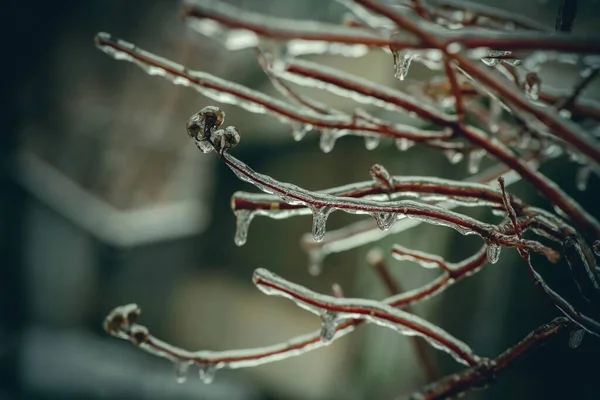 Гілки Дерев Шаром Льоду Ньому Під Час Льодяного Дощу Взимку — стокове фото